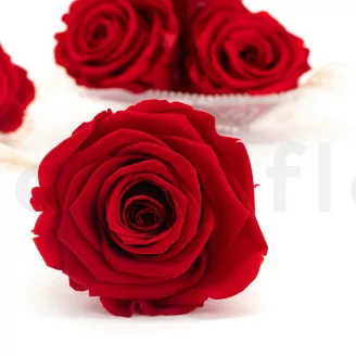 Preserved Rose XL Red (x6)