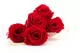 Konservierte Rose XL Rot (x6) 8