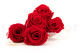 Stabilized rose Kiara XL - Box of 6 - Vibrant Red 8