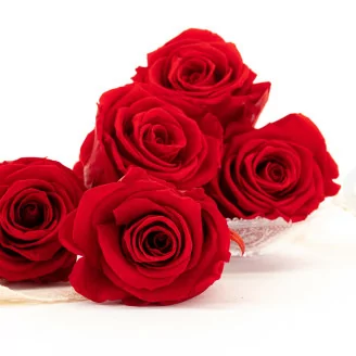 Rose stabilis&eacute;e XL Rouge (x6)