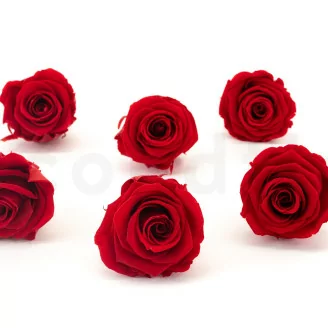 Rose stabilis&eacute;e XL Rouge (x6)