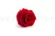 Rosa stabilizzata XL Rosso (x6) 7