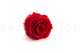 Rose stabilisée Kiara XL - Boîte de 6 - Vibrant Red 7