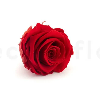 Preserved Rose XL Red (x6)