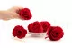 Rosa stabilizzata XL Rosso (x6) 6