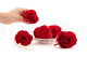 Stabilized rose Kiara XL - Box of 6 - Vibrant Red 6