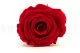 Rosa stabilizzata XL Rosso (x6) 4