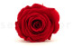 Stabilized rose Kiara XL - Box of 6 - Vibrant Red 4