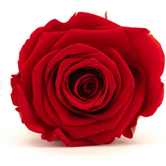 Preserved Rose XL Red (x6)