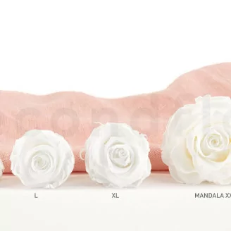 Rosa stabilizzata XL Bianco (x6)