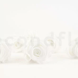 Rosa stabilizzata XL Bianco (x6)