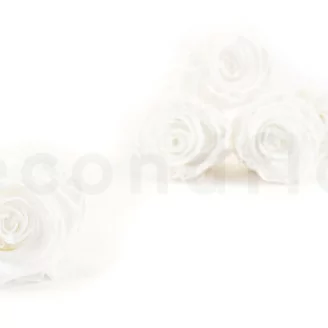 Preserved Rose XL White (x6)
