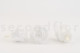 Stabilized rose Kiara XL - Box of 6 - Pure white 7