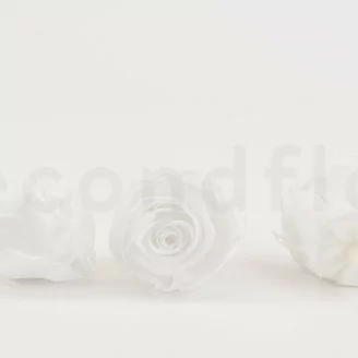 Konservierte Rose XL Wei&szlig; (x6)