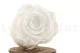 Rose stabilis&eacute;e XL Blanc (x6) 9