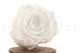 Stabilized rose Kiara XL - Box of 6 - Pure white 9