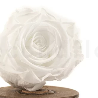 Rosa stabilizzata XL Bianco (x6)