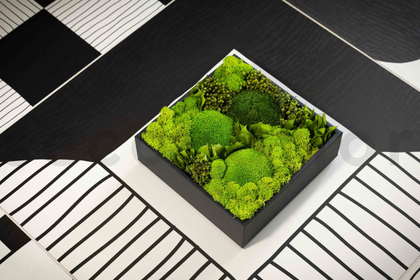 Preserved Ball Moss and Reindeer Moss in a Square Box - Large