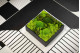 Preserved Ball Moss and Reindeer Moss in a Square Box - Large 4