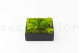 Preserved Ball Moss and Reindeer Moss in a Square Box - Large 10