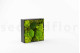 Preserved Ball Moss and Reindeer Moss in a Square Box - Large 12