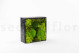 Preserved Ball Moss and Reindeer Moss in a Square Box - Large 14