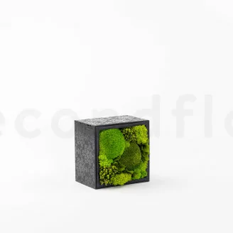 Square Box of preserved Moss (Size M)