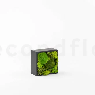Caja cuadrada rellena de musgo preservado (talla M)