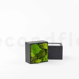 Square Box of preserved Moss (Size M)