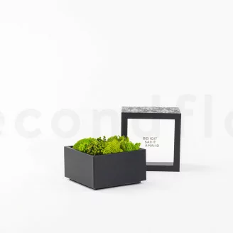 Square Box of preserved Moss (Size M)