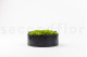 Mousse Boule et Lichen Stabilisé dans une Boîte Ronde - Large 8