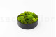 Mousse Boule et Lichen Stabilisé dans une Boîte Ronde - Large 9