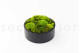 Mousse Boule et Lichen Stabilisé dans une Boîte Ronde - Large 10