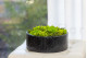 Mousse Boule et Lichen Stabilisé dans une Boîte Ronde - Large 4