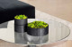 Preserved Ball Moss and Reindeer Moss in a Round Box - Large 18