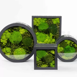 Round Box of preserved Moss (Size M)
