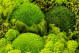 Preserved Ball Moss and Reindeer Moss in a Round Box - Medium 3