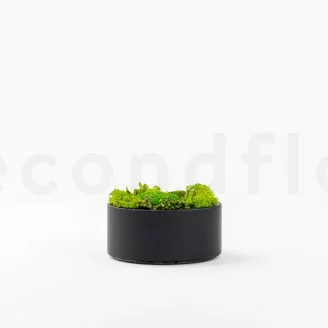 Round Box of preserved Moss (Size M)