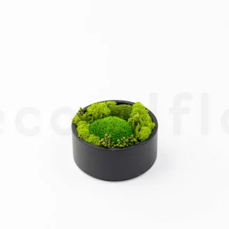 Round Box of preserved Moss (Size M)