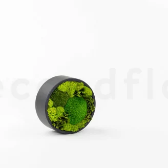 Round Box of preserved Moss (Size M)