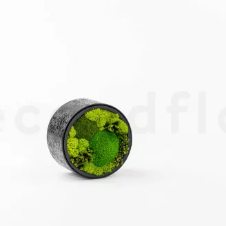 Round Box of preserved Moss (Size M)