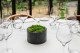 Preserved Ball Moss and Reindeer Moss in a Round Box - Medium 1