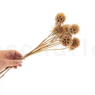 Scabiosa stellata stabilizzata Naturale (x10)