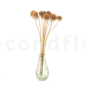 Scabiosa stellata stabilizzata Naturale (x10)