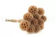 Konservierte Scabiosa stellata Natur (x10) 7