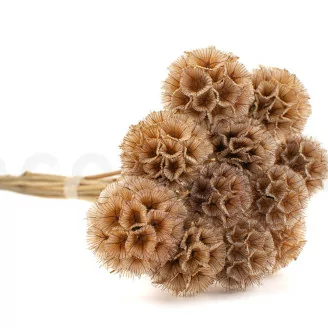 Scabiosa Stellata stabilis&eacute;e Naturel (x10)