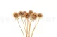 Preserved Scabiosa stellata Natural (x10) 8