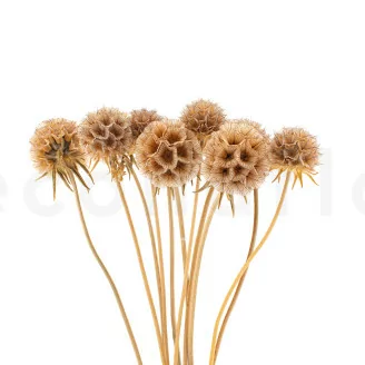 Scabiosa Stellata stabilis&eacute;e Naturel (x10)