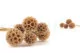 Konservierte Scabiosa stellata Natur (x10) 9