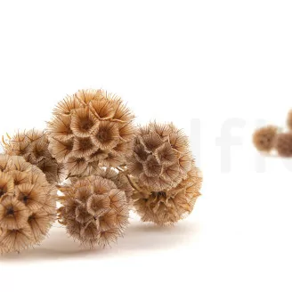 Preserved Scabiosa stellata Natural (x10)
